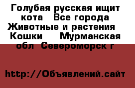 Голубая русская ищит кота - Все города Животные и растения » Кошки   . Мурманская обл.,Североморск г.